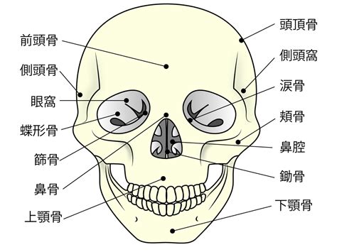 額頭骨